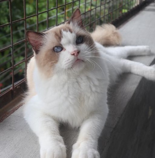 Muffy Fluffy LuxuryDolls*RU